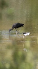 Alerta en Andalucía por un brote de gripe aviar