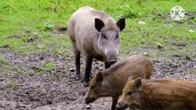 Os animais mais fofos do mundo N•368