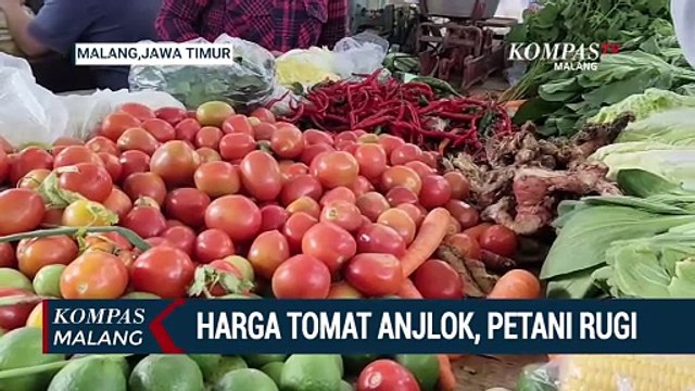 Harga Tomat Anjlok, Petani Merugi