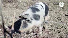 Os animais mais fofos do mundo N•369