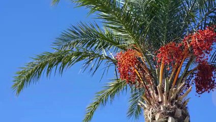 Manfaat Kurma untuk Menu Berbuka dan Sahur Bagi Kesehatan tulang,otak dan......