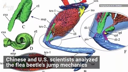 Inspired by a the Jump of a Beetle! Introducing this New Bionic Limb