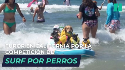 Furor en California por la competición de surf protagonizada por perros
