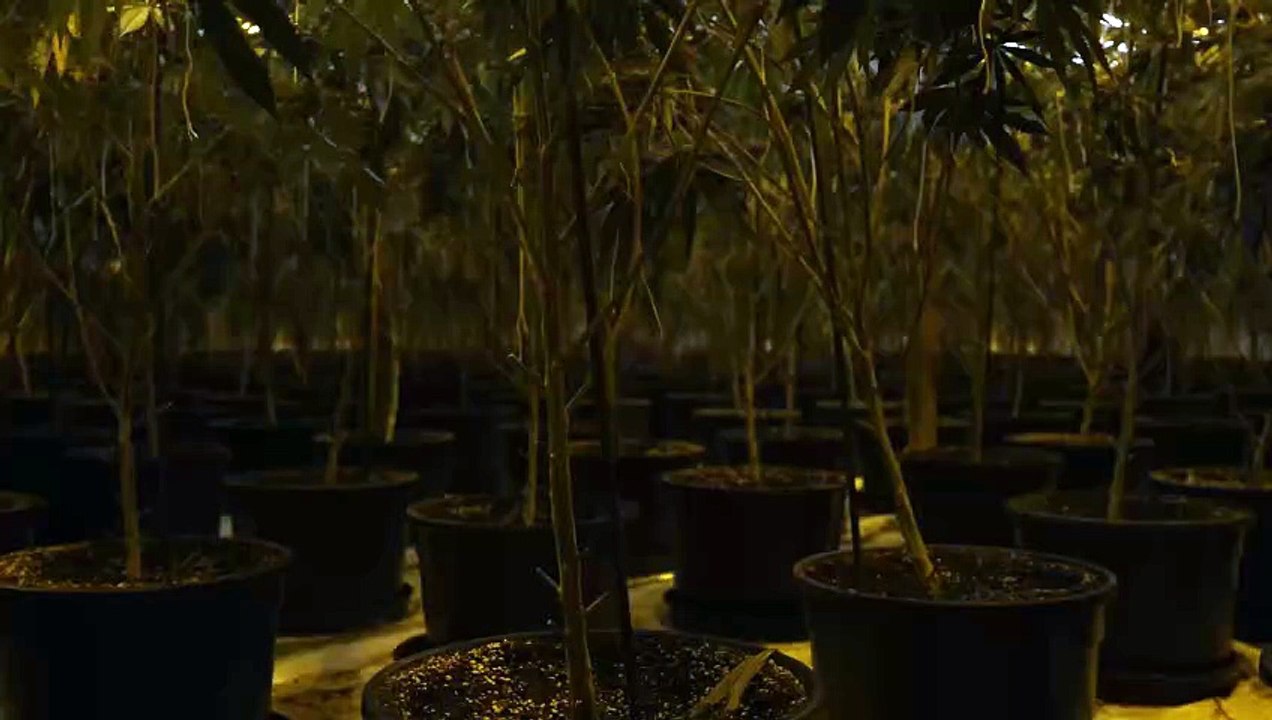 Watch as police officers discover £350,000 cannabis farm