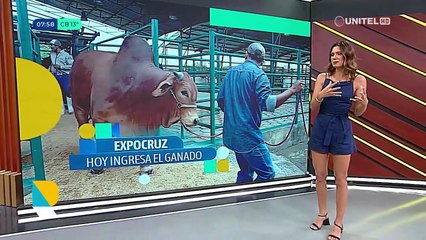 Desde este martes, ingresan reses al campo ferial para participar de Expocruz 2025