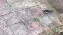 Bird locks eyes on worm that tries hard to wiggle out of trouble