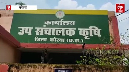 बदलता मौसम धान के लिए बना घातक, फसल में तना छेदक का प्रकोप, जानिए कैसे करें रोकथाम