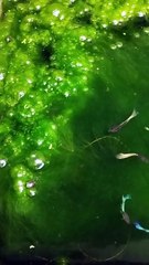 Natural guppy fish tank