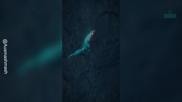 Humpback Whale Dramatically Breaches From the Ocean