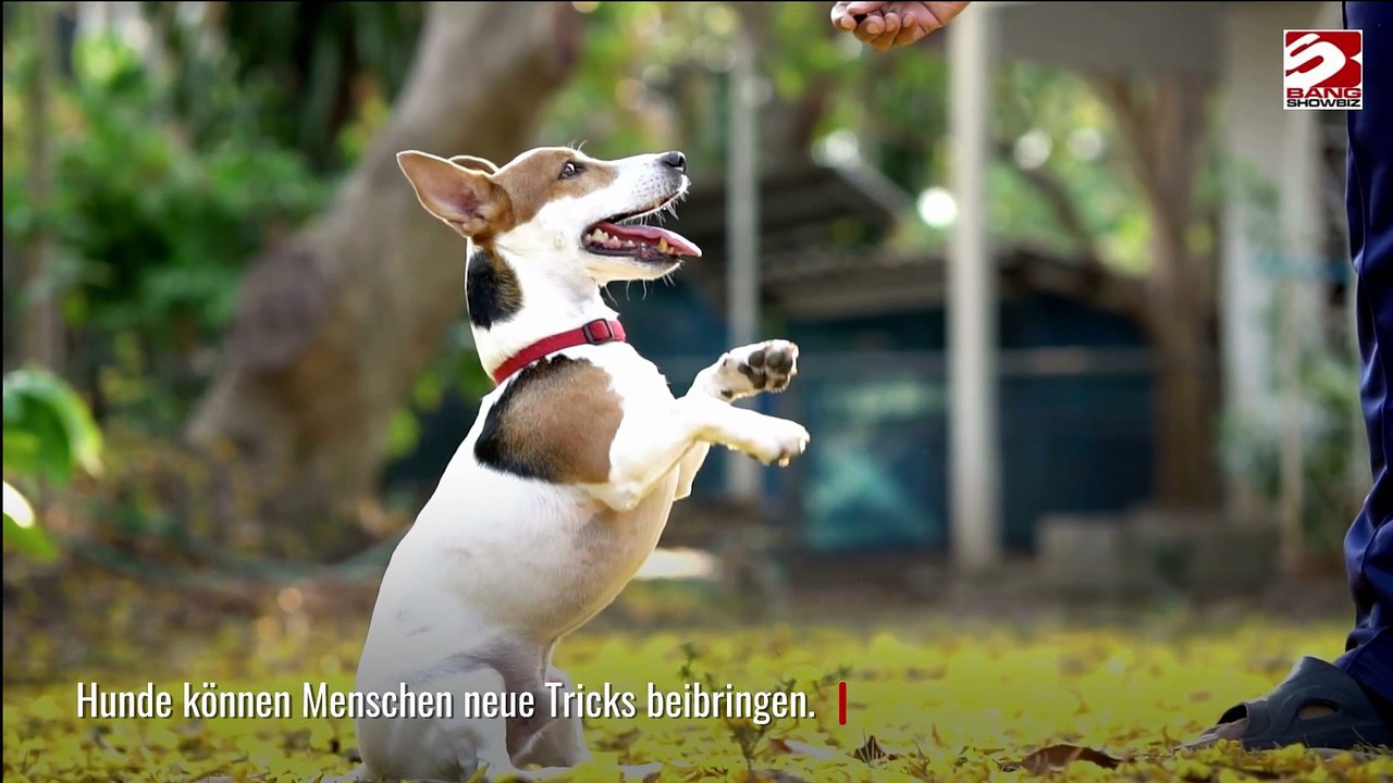 Hunde trainieren auch Menschen