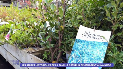 Les serres historiques de la famille Cathelin déménagent à Havange