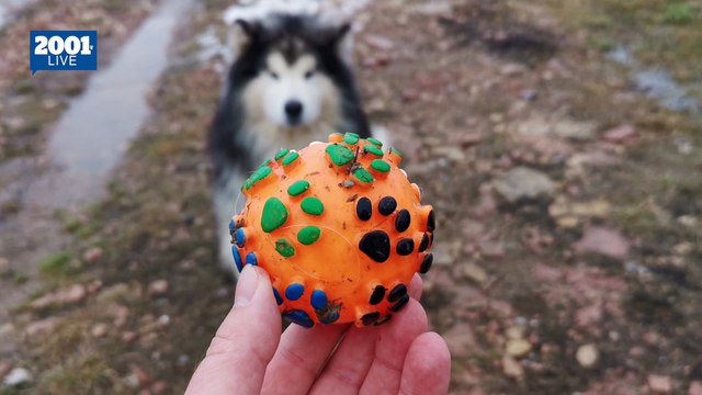 La importancia de los juguetes para la salud y el bienestar de las mascotas