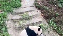 Os animais mais fofos do mundo N•371