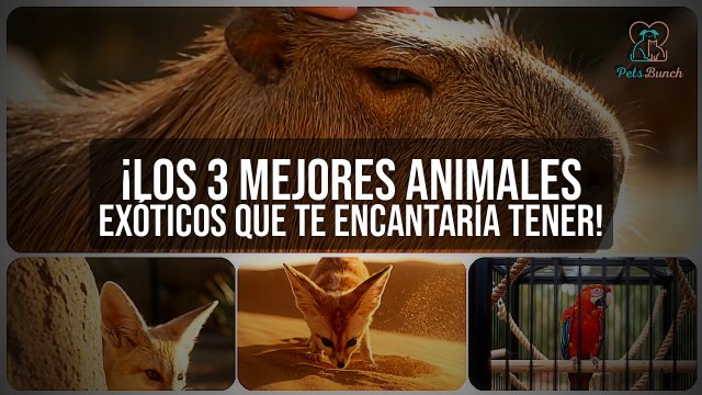 Los 3 MEJORES Animales Exóticos que PUEDES Tener como Mascota