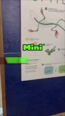 Mini Vlog à Kelonia : Musée de la sauvegarde des tortues 🐢