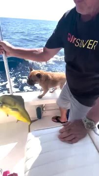 Dog Sees Fish Caught by People in Boat and Jumps Into Water
