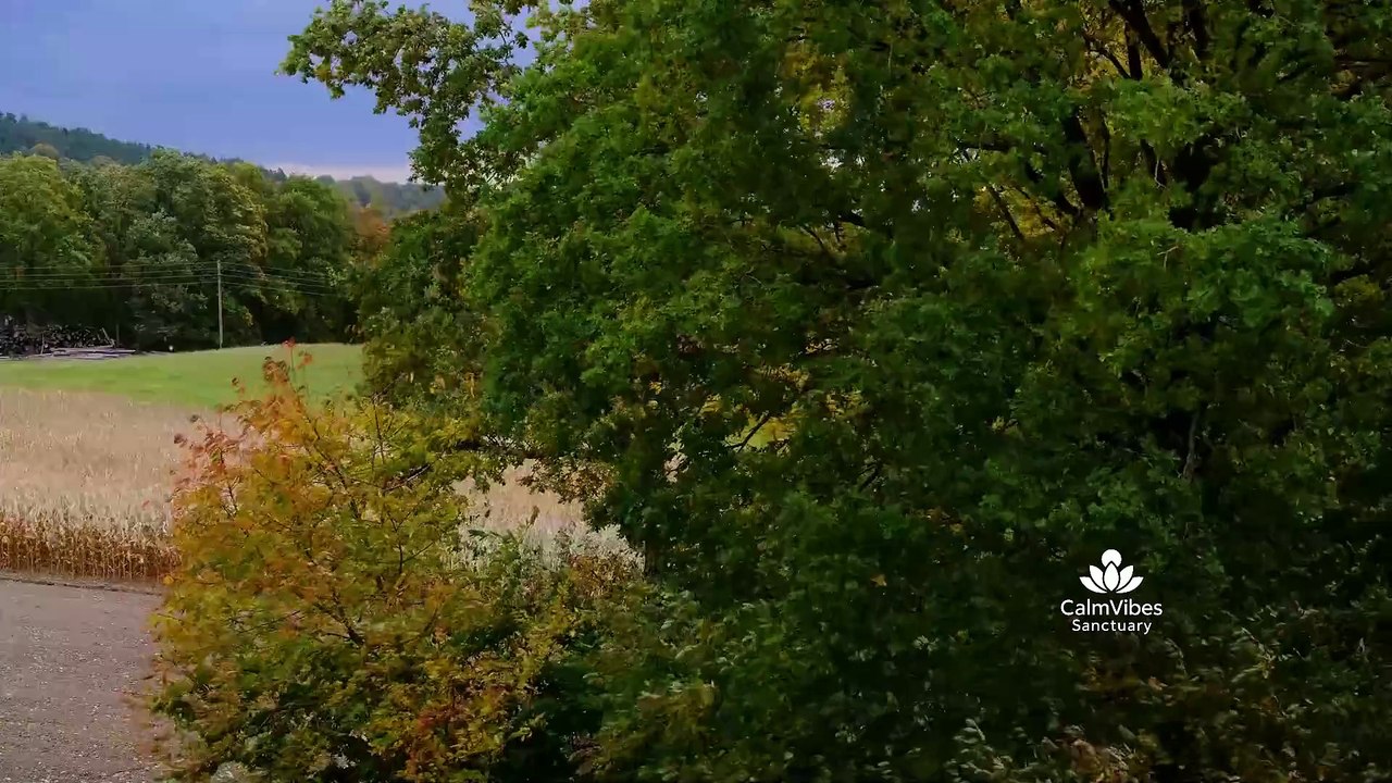 Calming Wind Sounds Through Trees