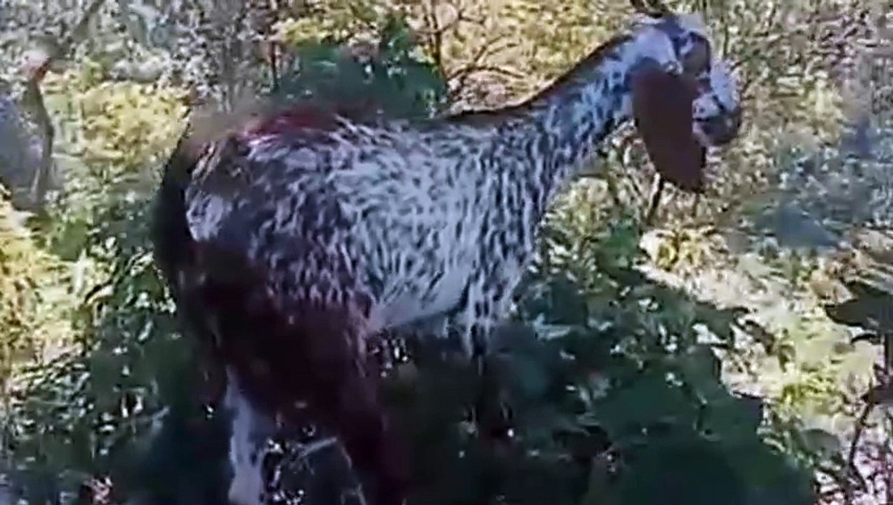 Goats Bakray for Sale from Haripur Forests