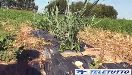 Video News - Coccaglio: ex Acli Casa, si sblocca la bonifica