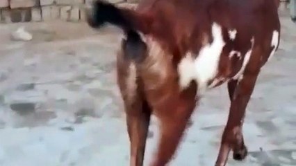 Nagri Beetal Goat Beautiful/Affordable Choice