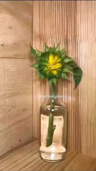 Sonnenblume geht auf.mp4