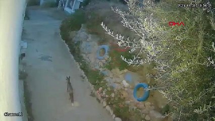 Şaşırtan olay! Bakın kapının önünden ayakkabıları kim çalmış