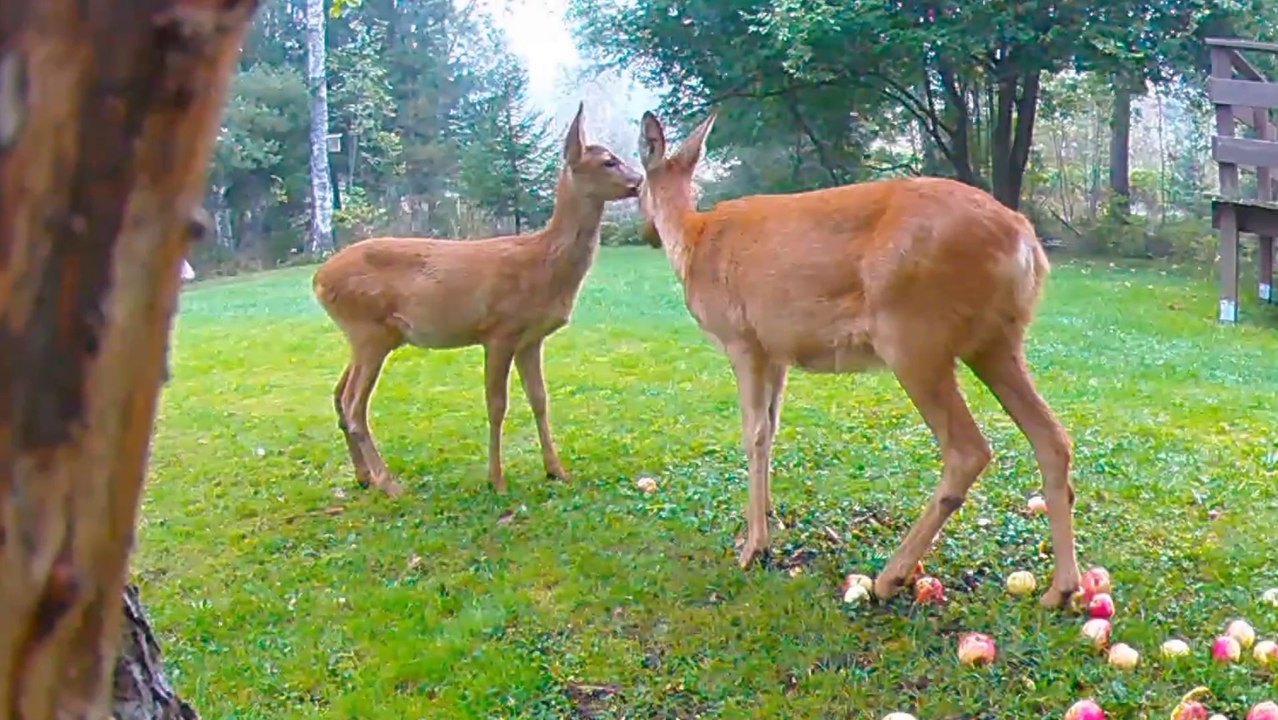 Roe Deer Mum and Son