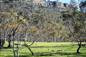 Sheep grazing block, Pichi Richi Pass, Flinders Ranges