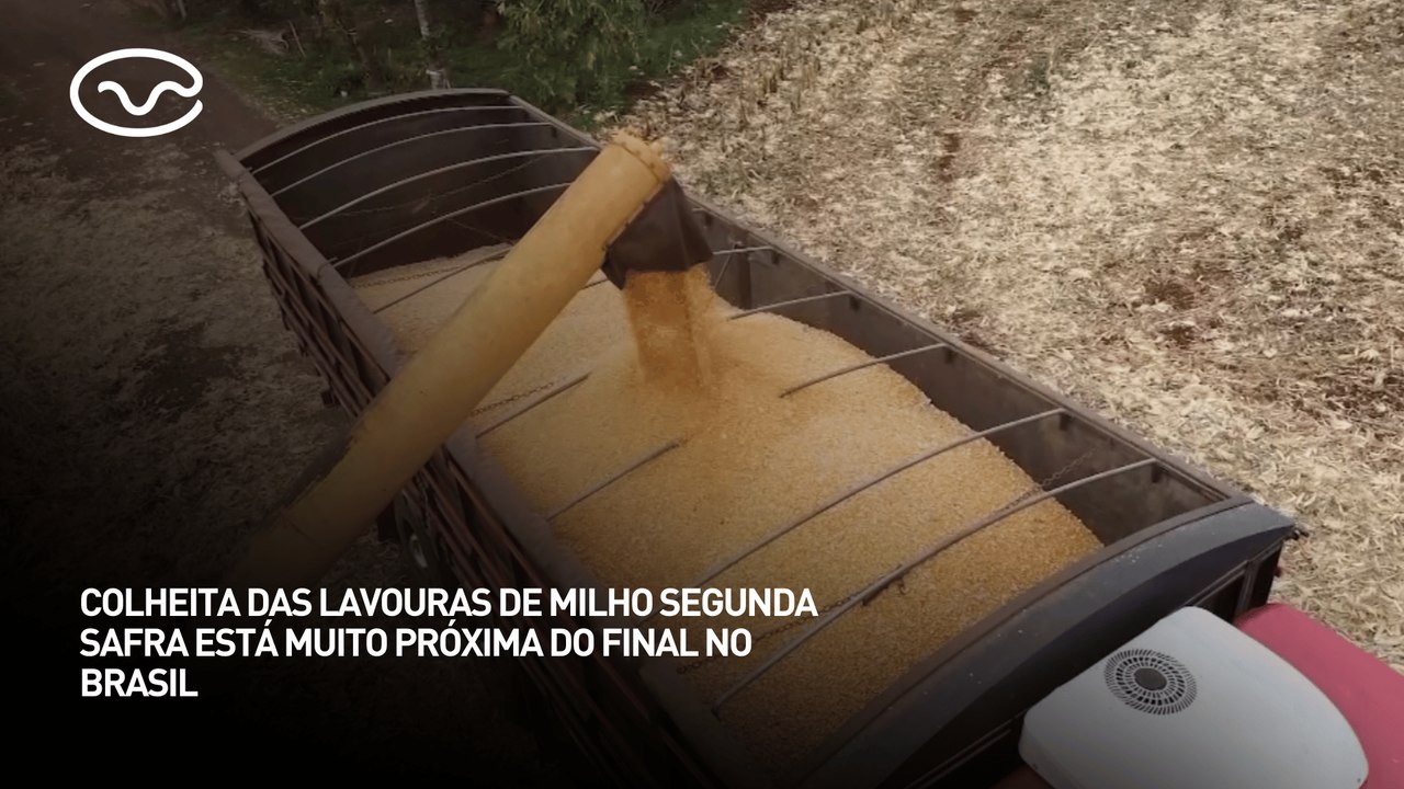 Colheita das lavouras de milho segunda safra está muito próxima do final no Brasil