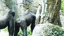 gorillaanimalsgorillazanimalmonkey_1757459619438