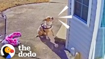 Stray Pittie Cries To Be Let In From The Cold