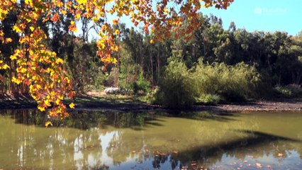 Tiny Beetle Threatens Trees: Exposes Flaws in National Response 🌳