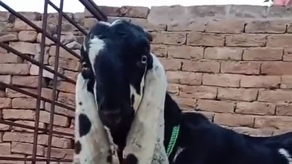 Kala Dabba Beetal Bakra for Sale: Future Champion Breeder