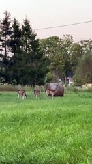 What a MAGICAL morning! 🦌🌞#shorts #nature #animals #funnyanimals