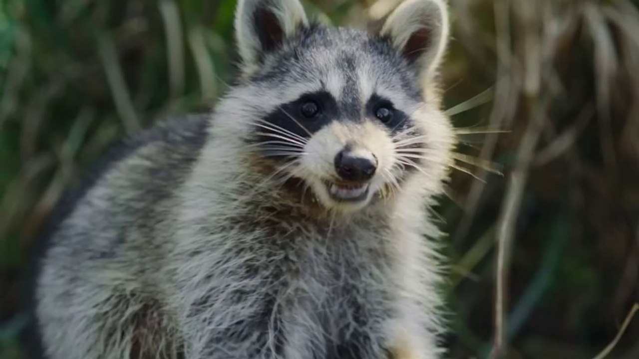 Nightmares of Nature – Wilde Horrorgeschichten Trailer OV