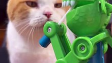 “Cats Run 7x Faster Than Humans… Right?!” | Funny Cat Toy Shorts