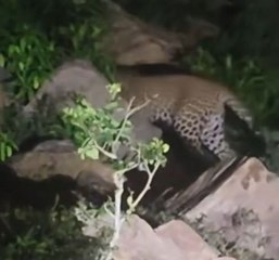 लेपर्ड दिखाई देने से इलाके में दहशत