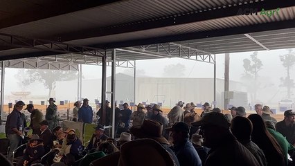 Tullinga Dorper sale halted by extreme weather, still averages $5406