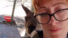 Kangaroo diaries only in Australia 🇦🇺