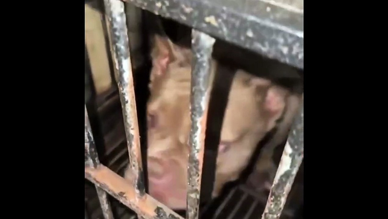 "Heartbreaking existence" of dog forced to live in bare cage for years before rescue