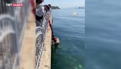 Kocaeli'de denize düşen kedi kurtarıldı