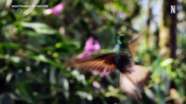 Nightmares of Nature Trailer