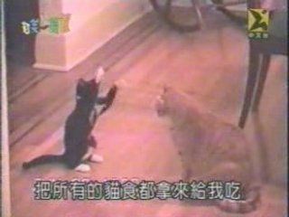 Why sumo is better than karate