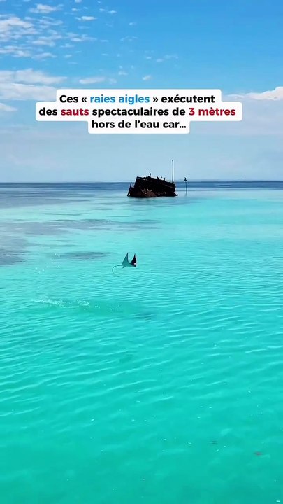 Haute voltige 😱