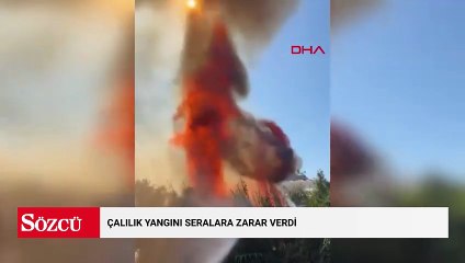 Çalılık yangını seralara zarar verdi