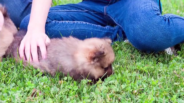 10 Problematic Dog Breeds No Trainer Will Accept