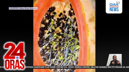 Bunga ng papaya sa Laguna, tinubuan ng tila mga toge ang buto sa loob | 24 Oras