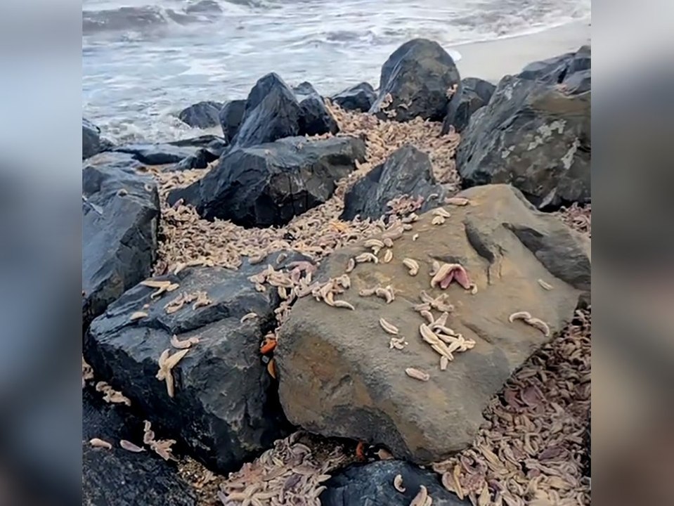 Grusliges Phänomen: Tausende Seesterne an schottischen Strand gespült