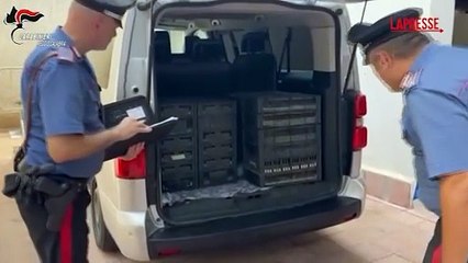 Reggio Calabria, in auto con oltre duemila uccelli protetti: denunciato