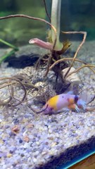 Yellow Nemo betta fish